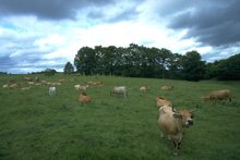 Vaches sur l'Aubrac